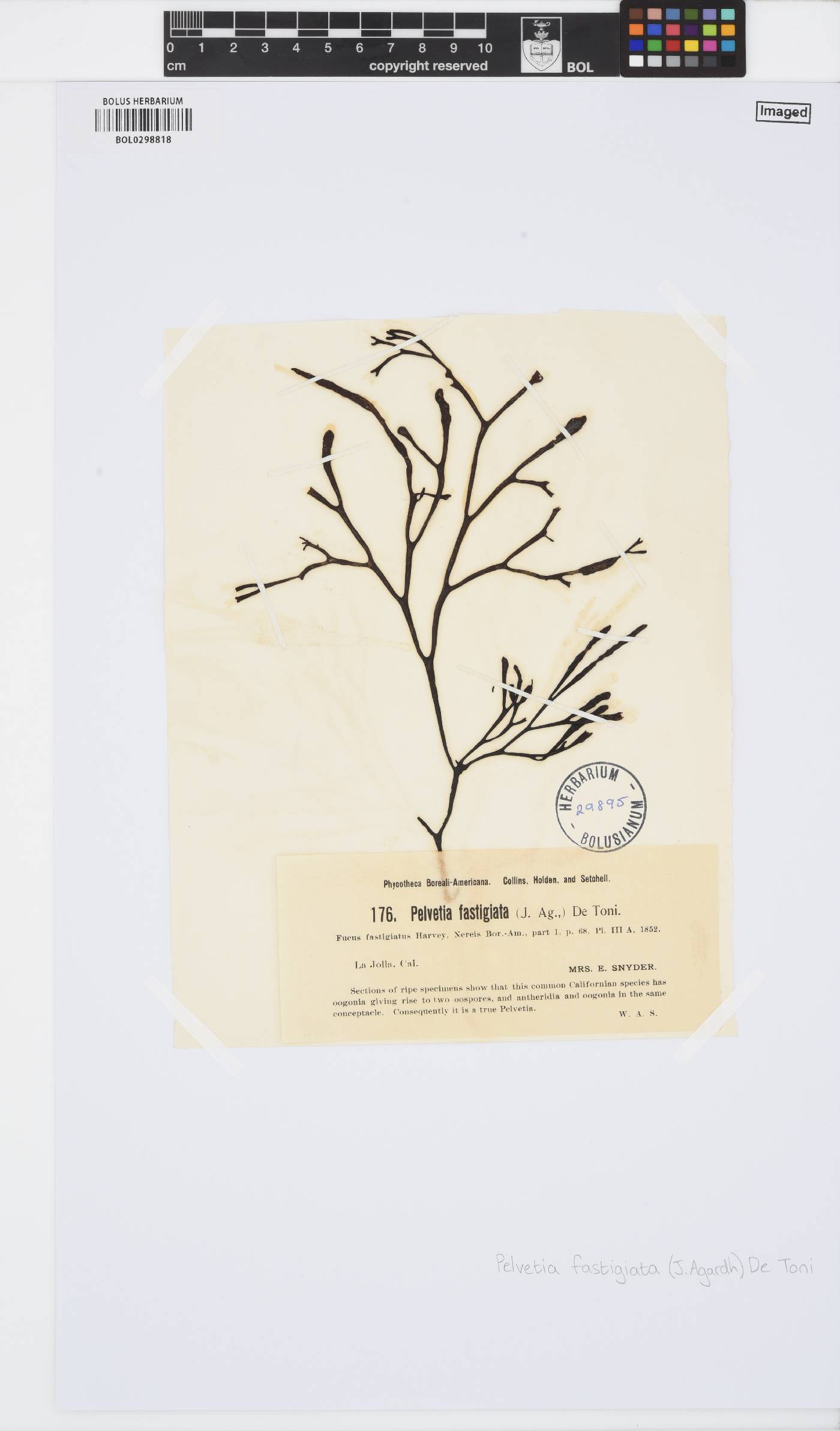 Silvetia compressa image