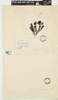 Pelvetia canaliculata image