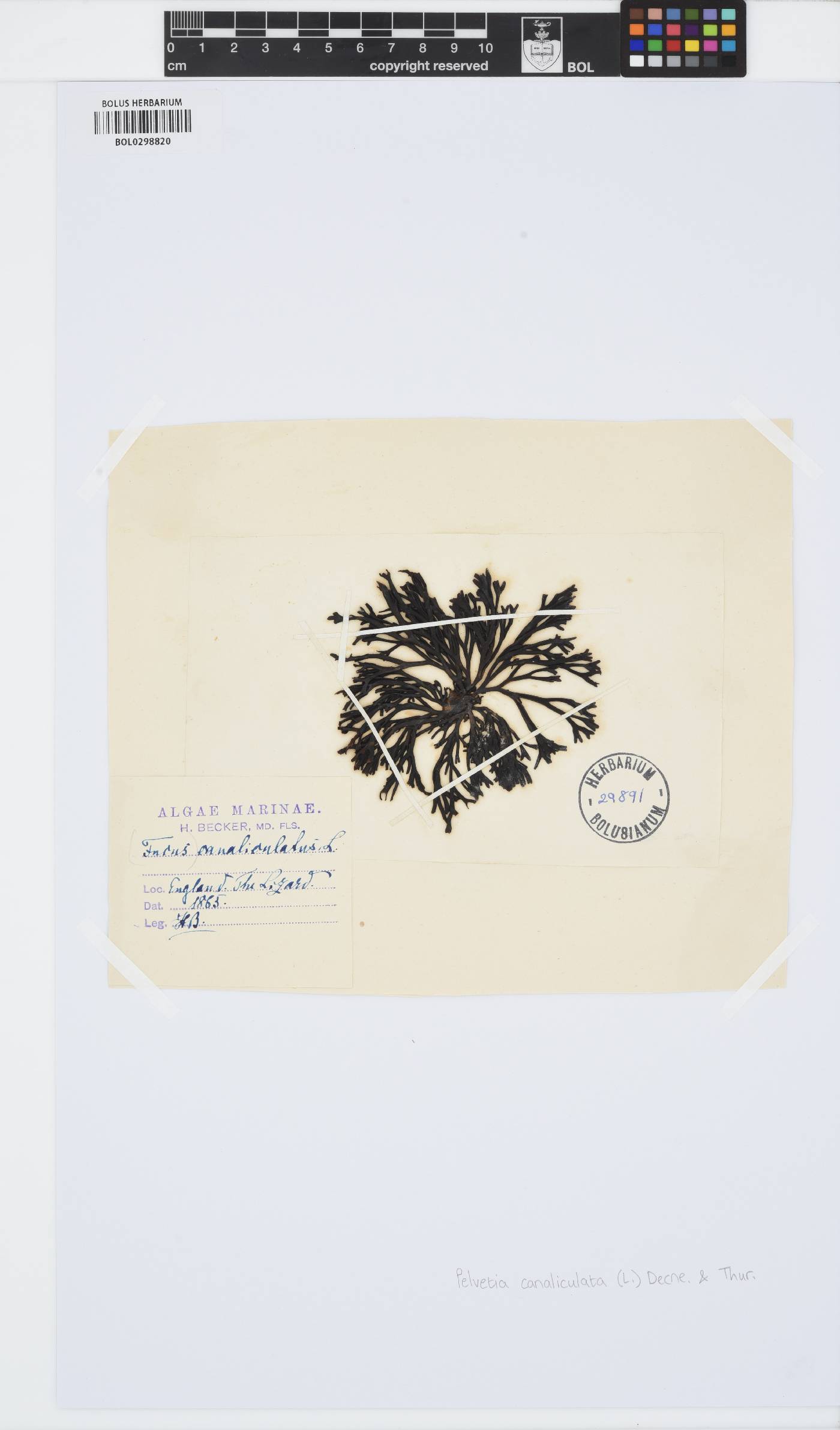 Pelvetia canaliculata image