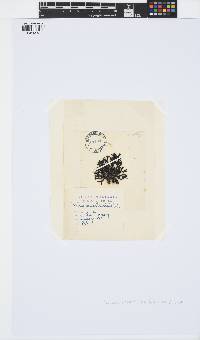 Pelvetia canaliculata image