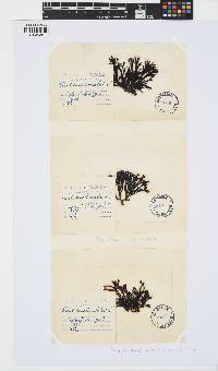 Pelvetia canaliculata image