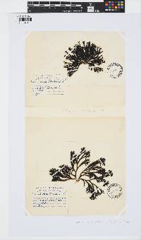 Pelvetia canaliculata image
