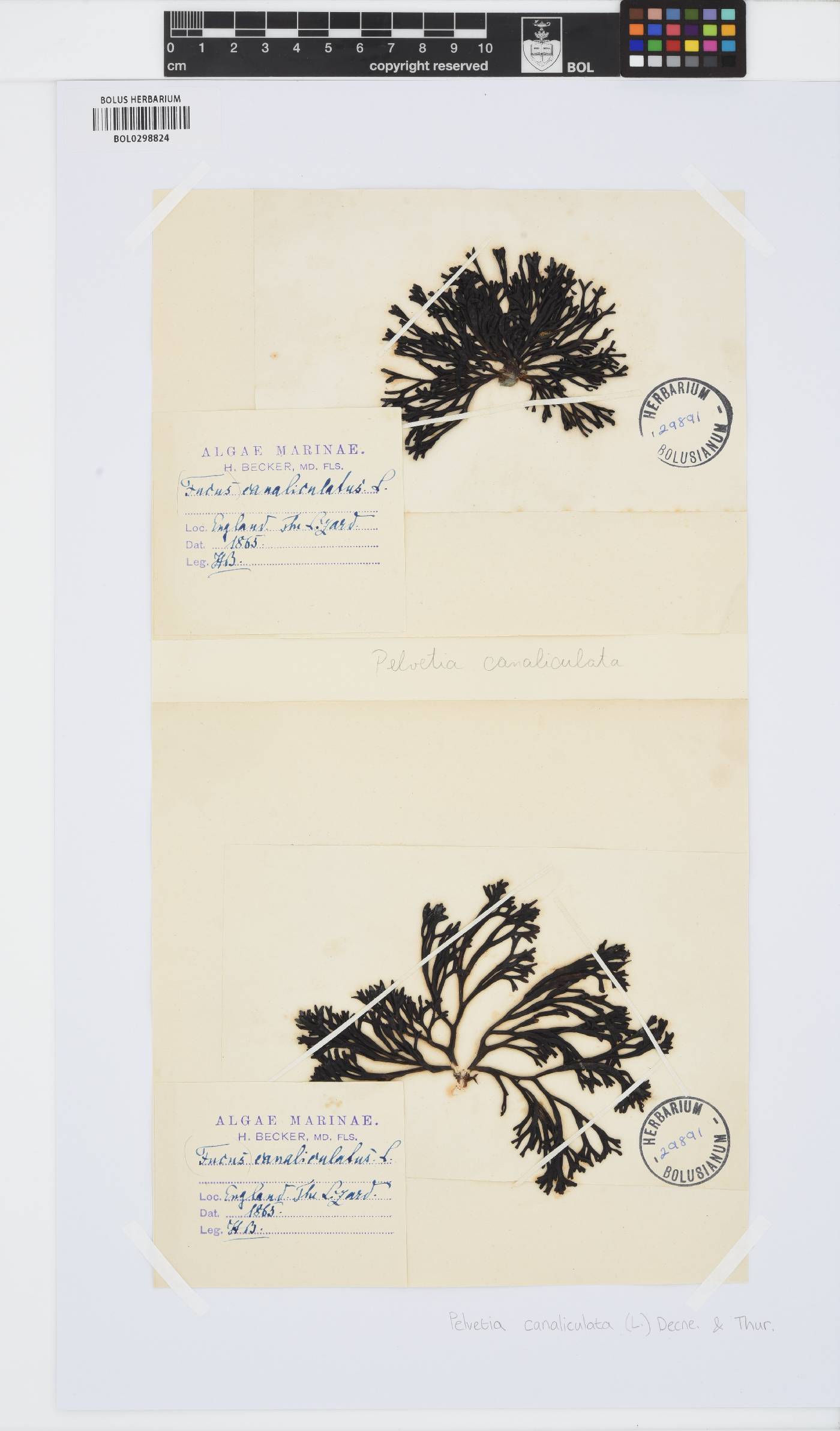 Pelvetia canaliculata image
