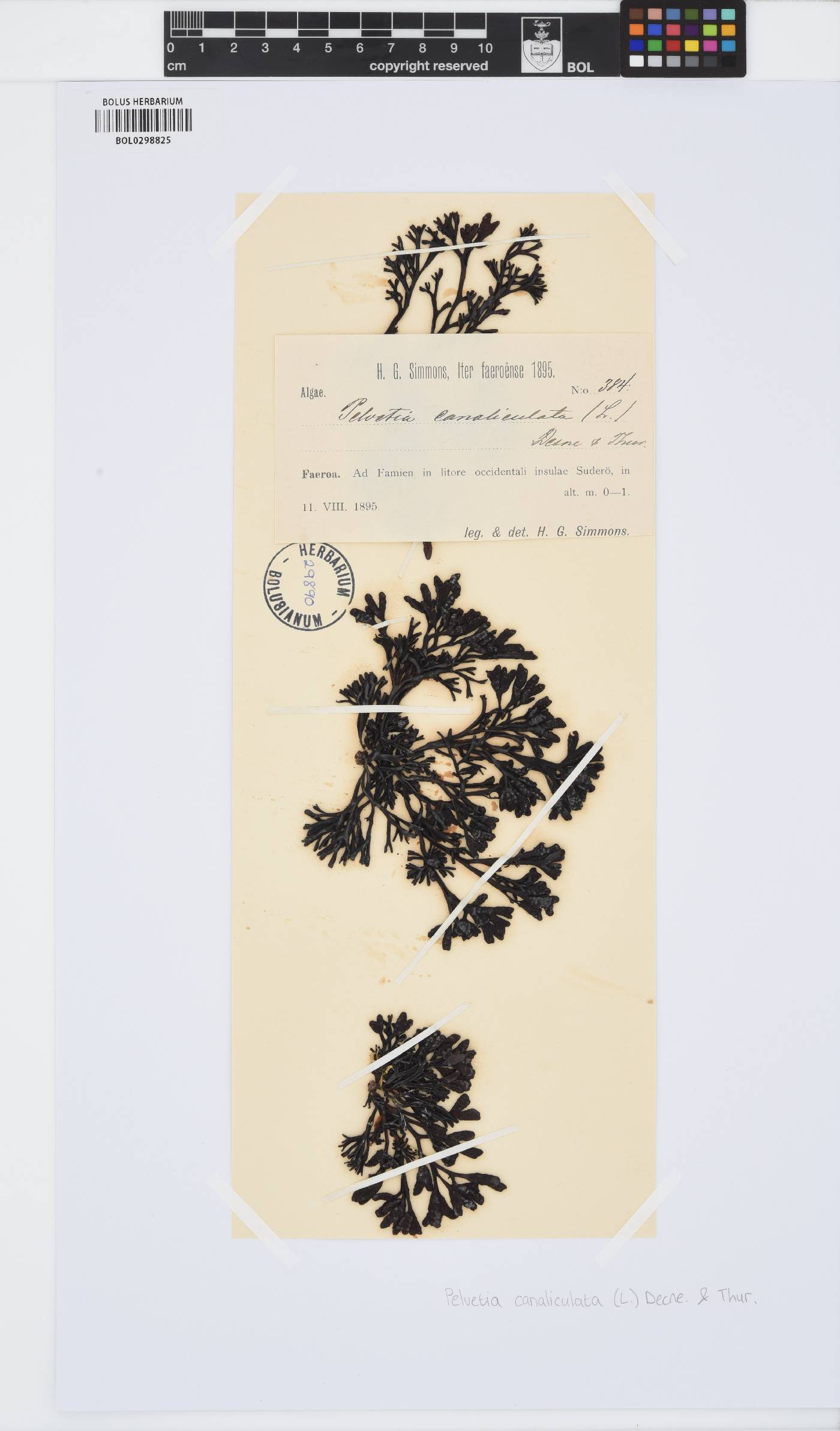 Pelvetia canaliculata image