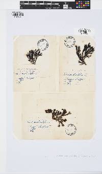 Pelvetia canaliculata image