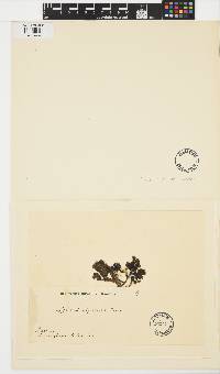 Lobophora sonderi image
