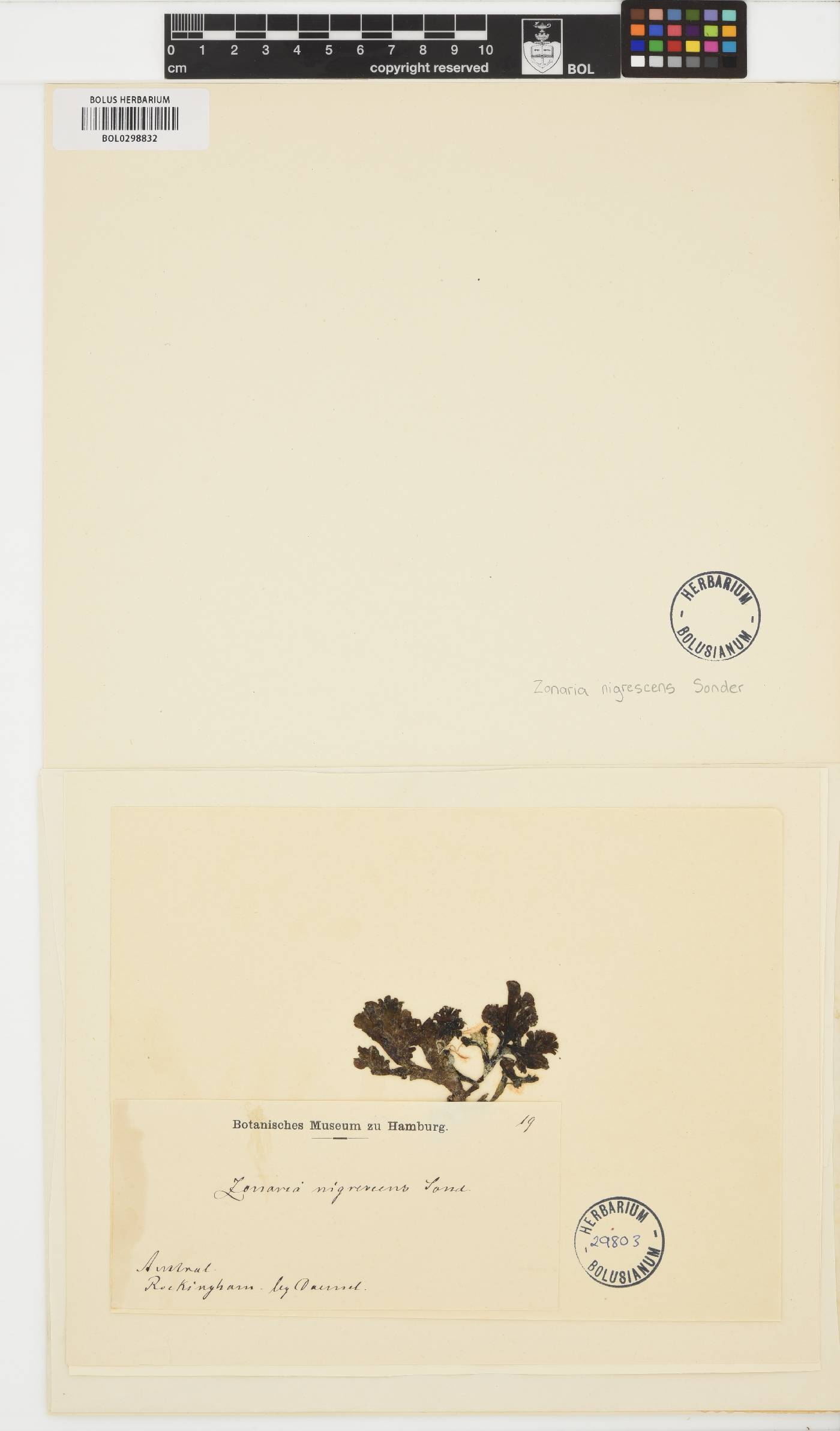 Lobophora sonderi image