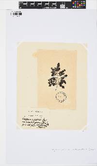 Sargassum gracile image