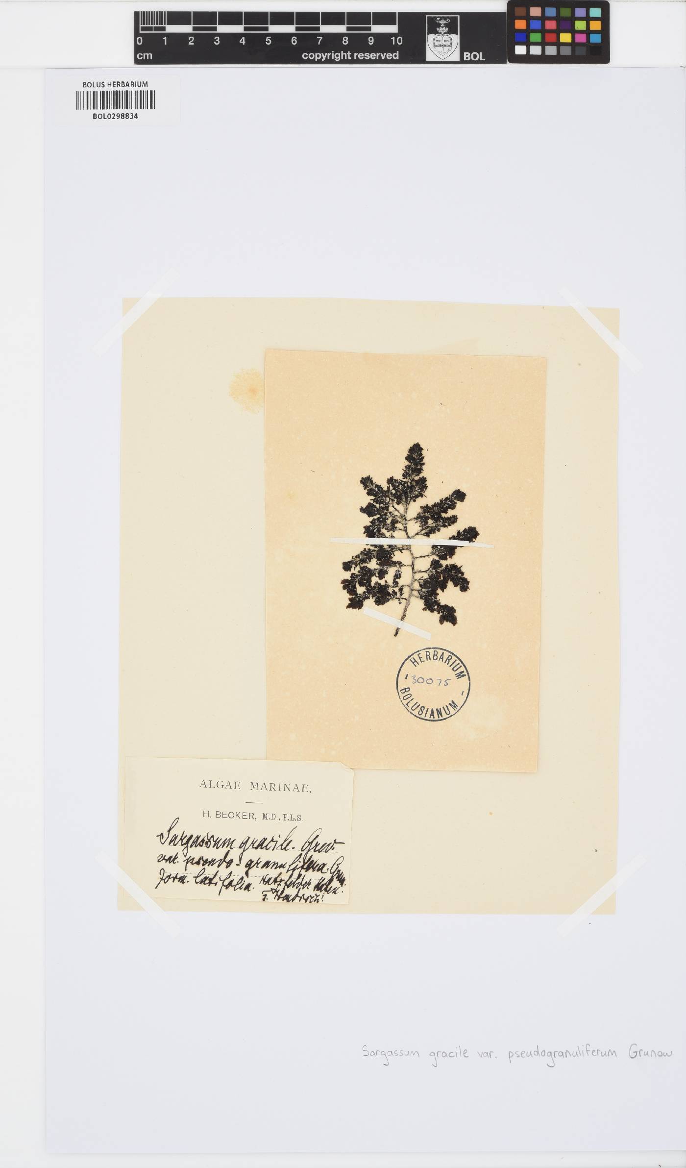 Sargassum gracile image