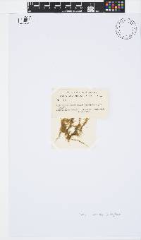 Pylaiella littoralis image