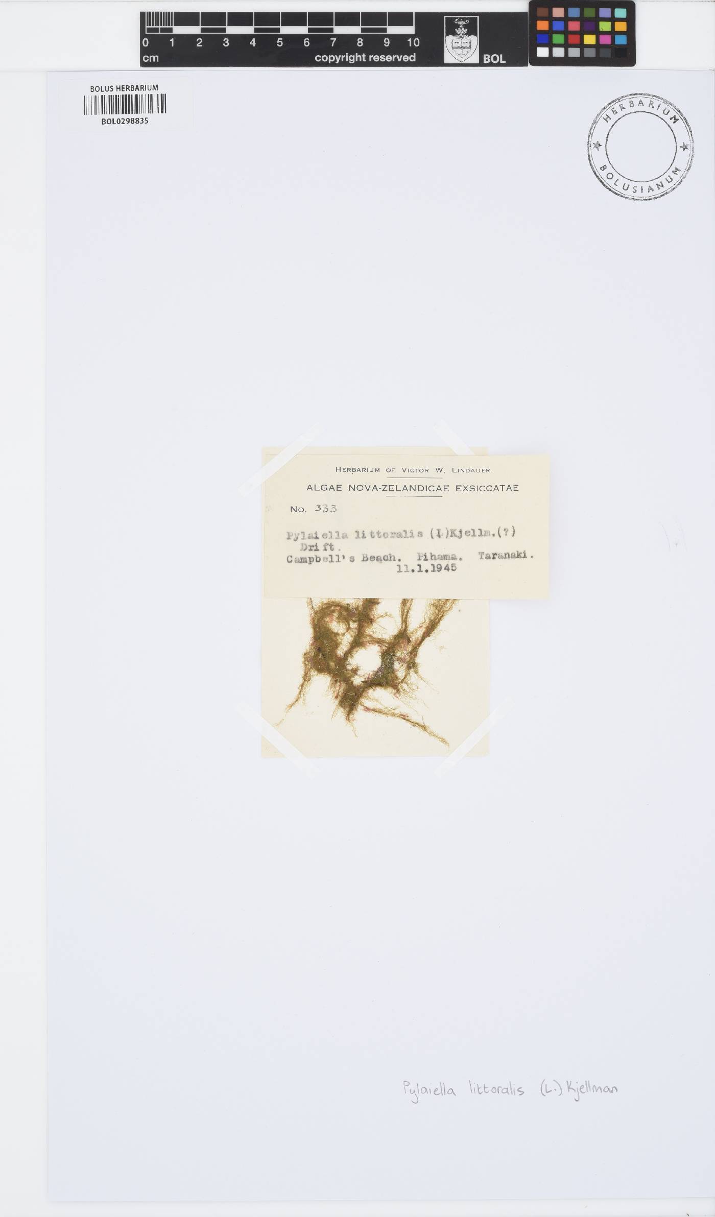 Pylaiella littoralis image