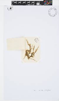 Pylaiella littoralis image