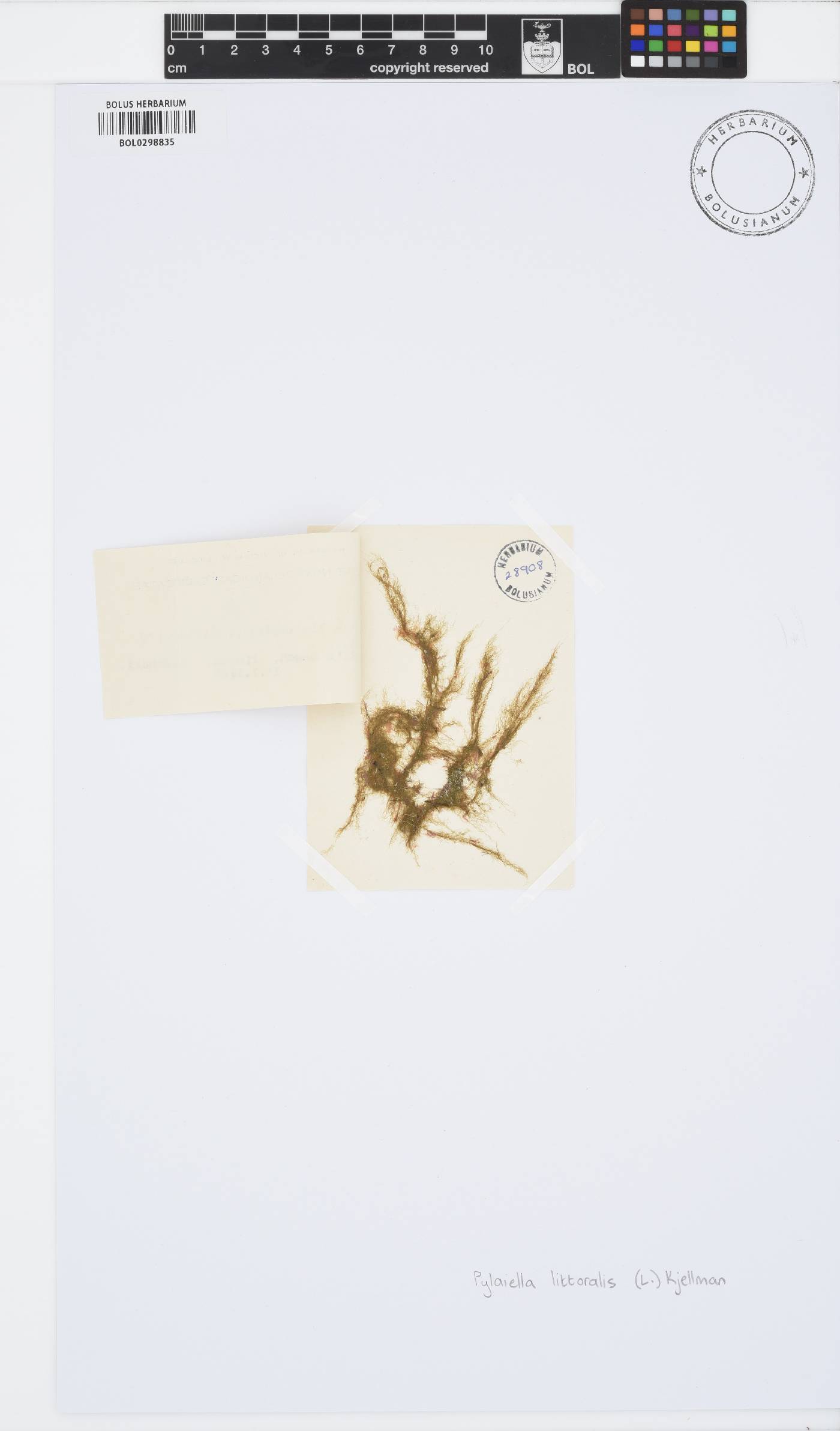 Pylaiella littoralis image