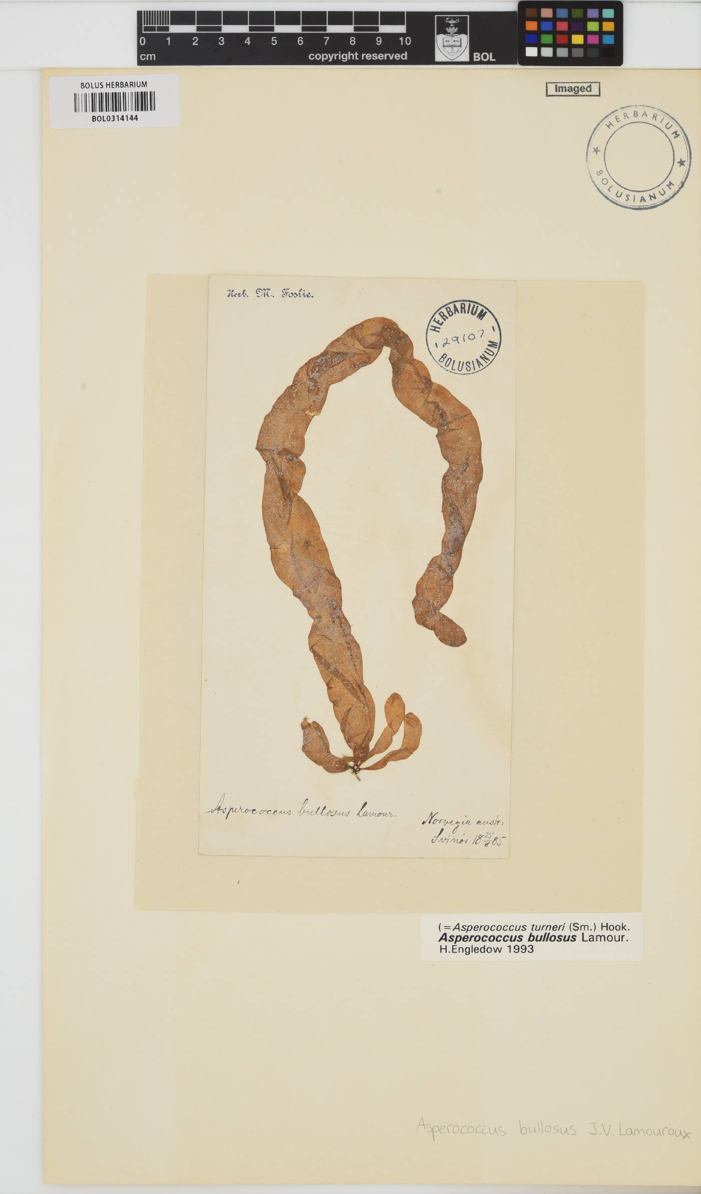 Asperococcus bullosus image