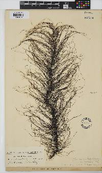 Chordariopsis capensis image