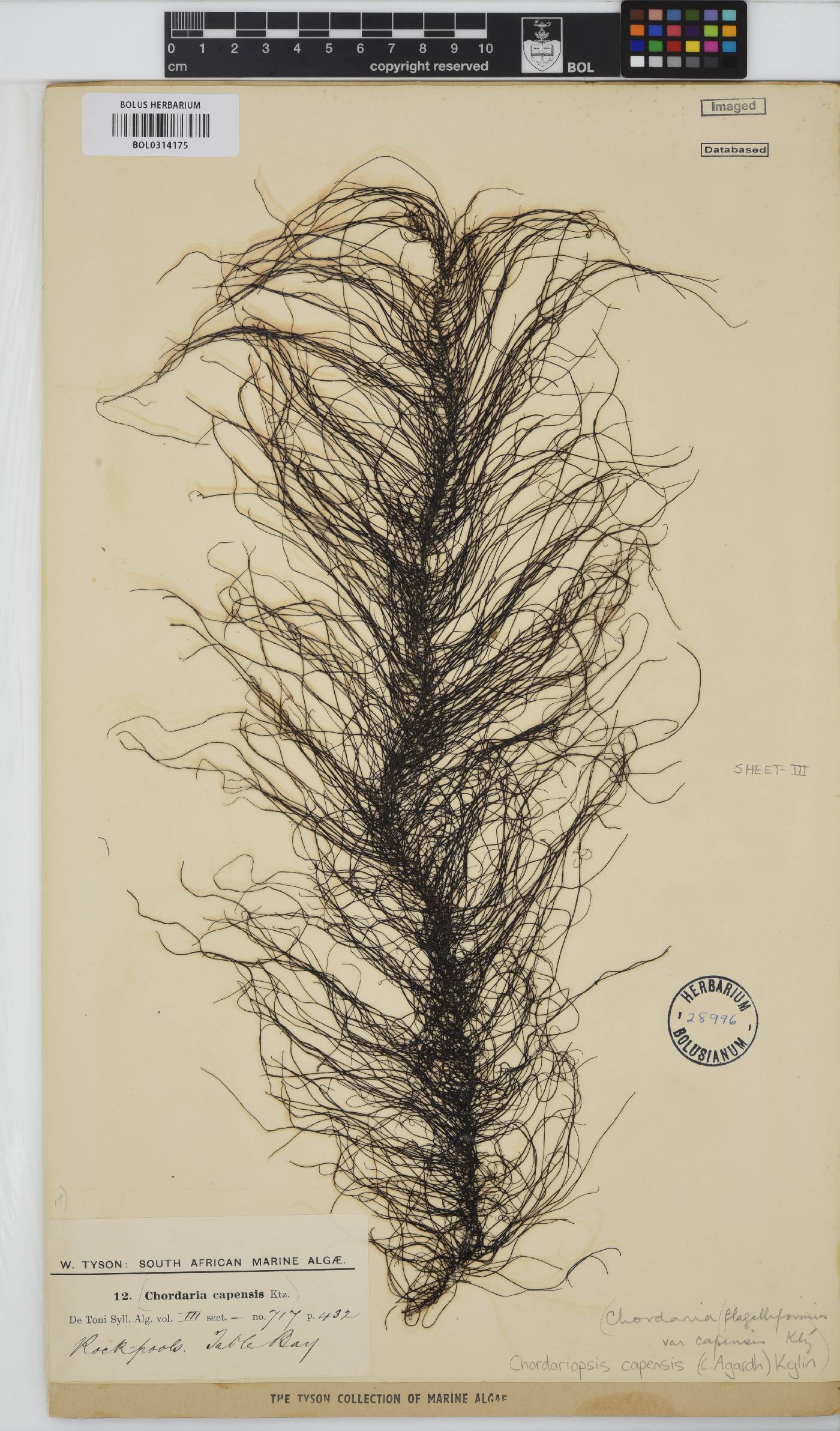 Chordariopsis image