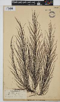 Chordariopsis capensis image