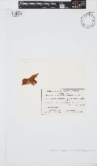 Colpomenia sinuosa image
