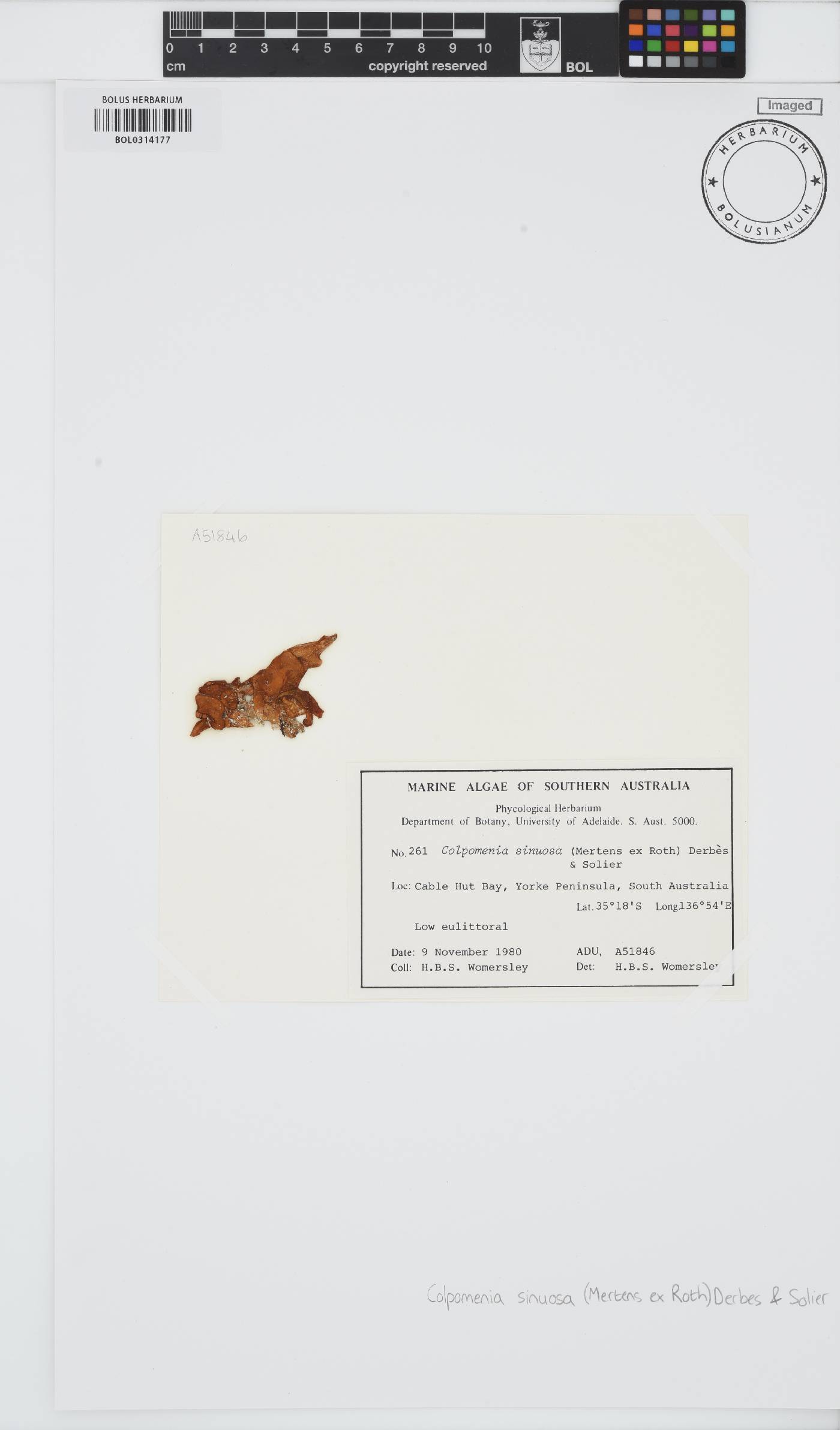 Colpomenia image