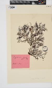 Cystoseira foeniculacea image