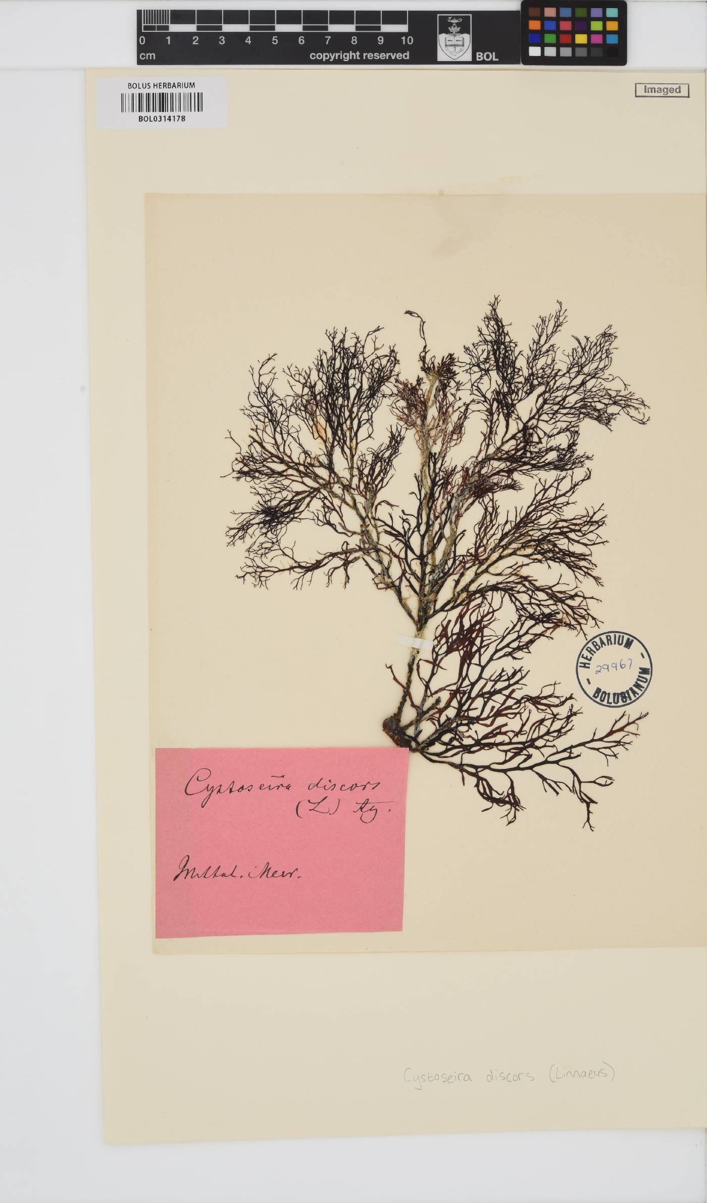 Cystoseira foeniculacea image