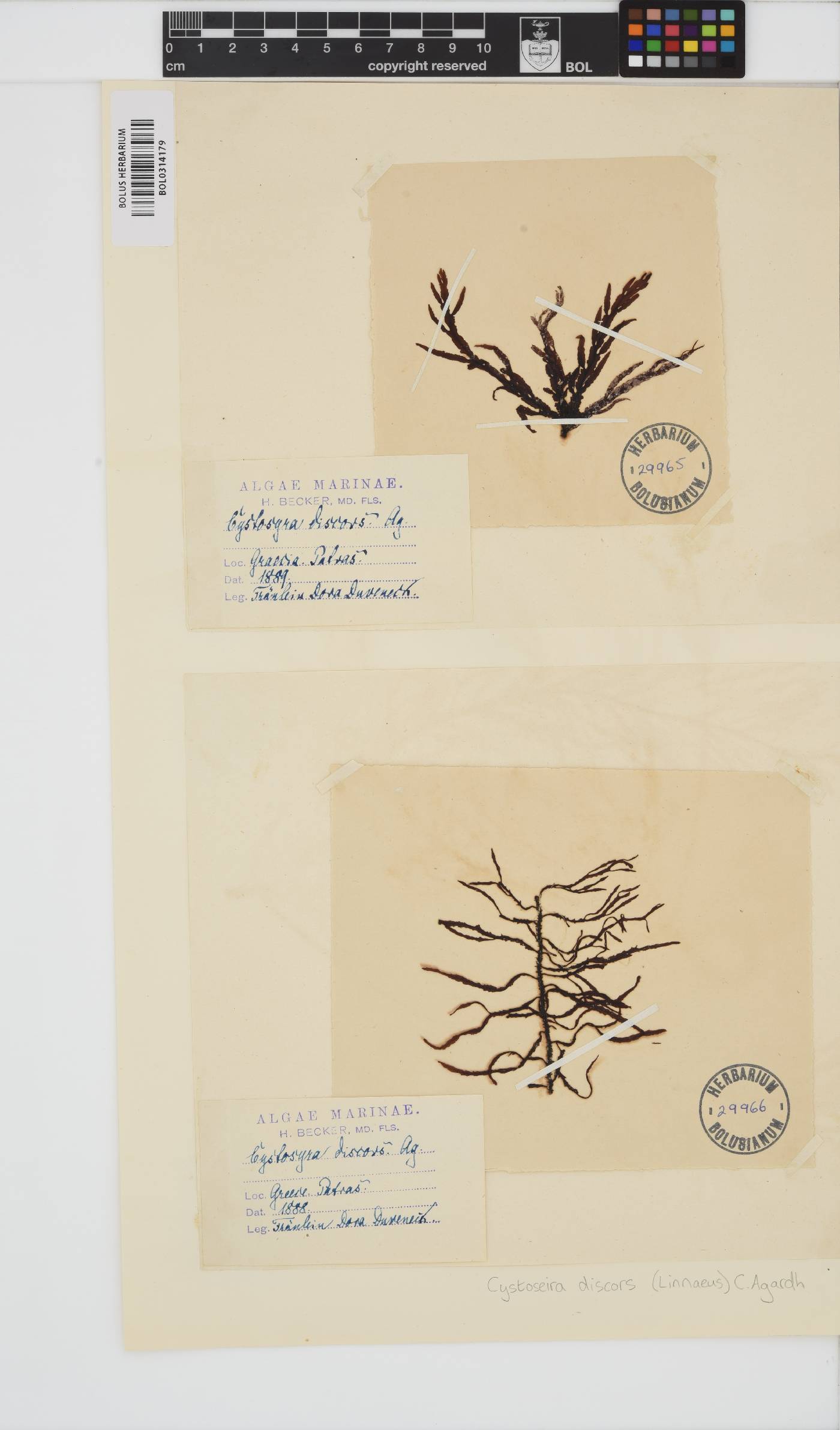 Cystoseira foeniculacea image