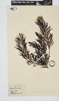 Cystoseira foeniculacea image