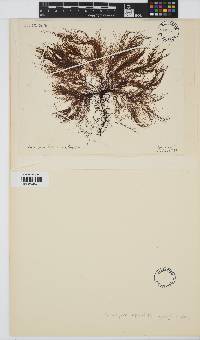Dictyosiphon foeniculaceus image