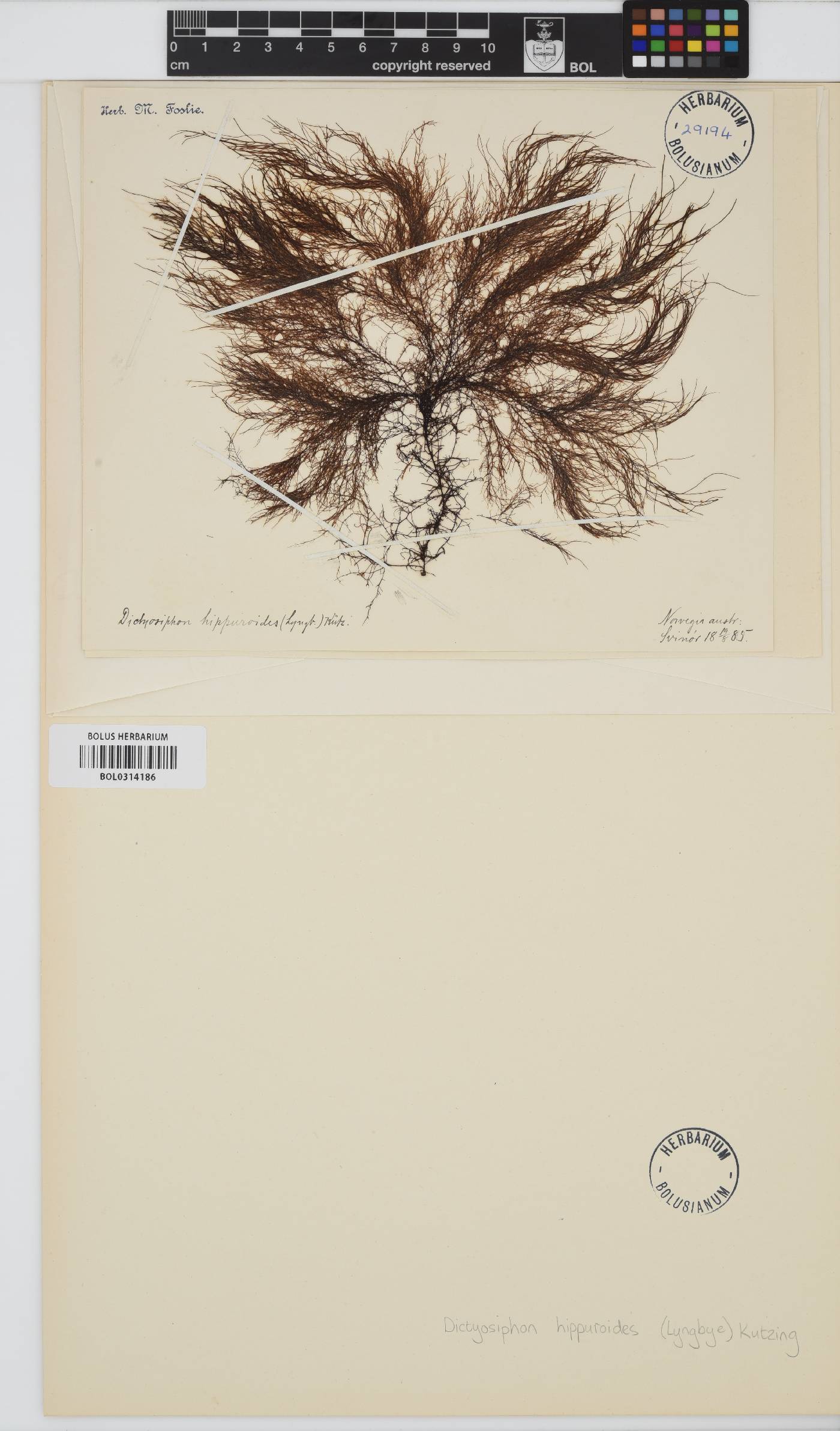 Dictyosiphon image