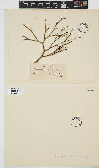 Spongonema tomentosum image