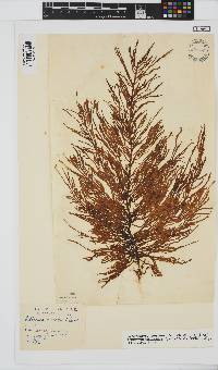 Eudesme virescens image