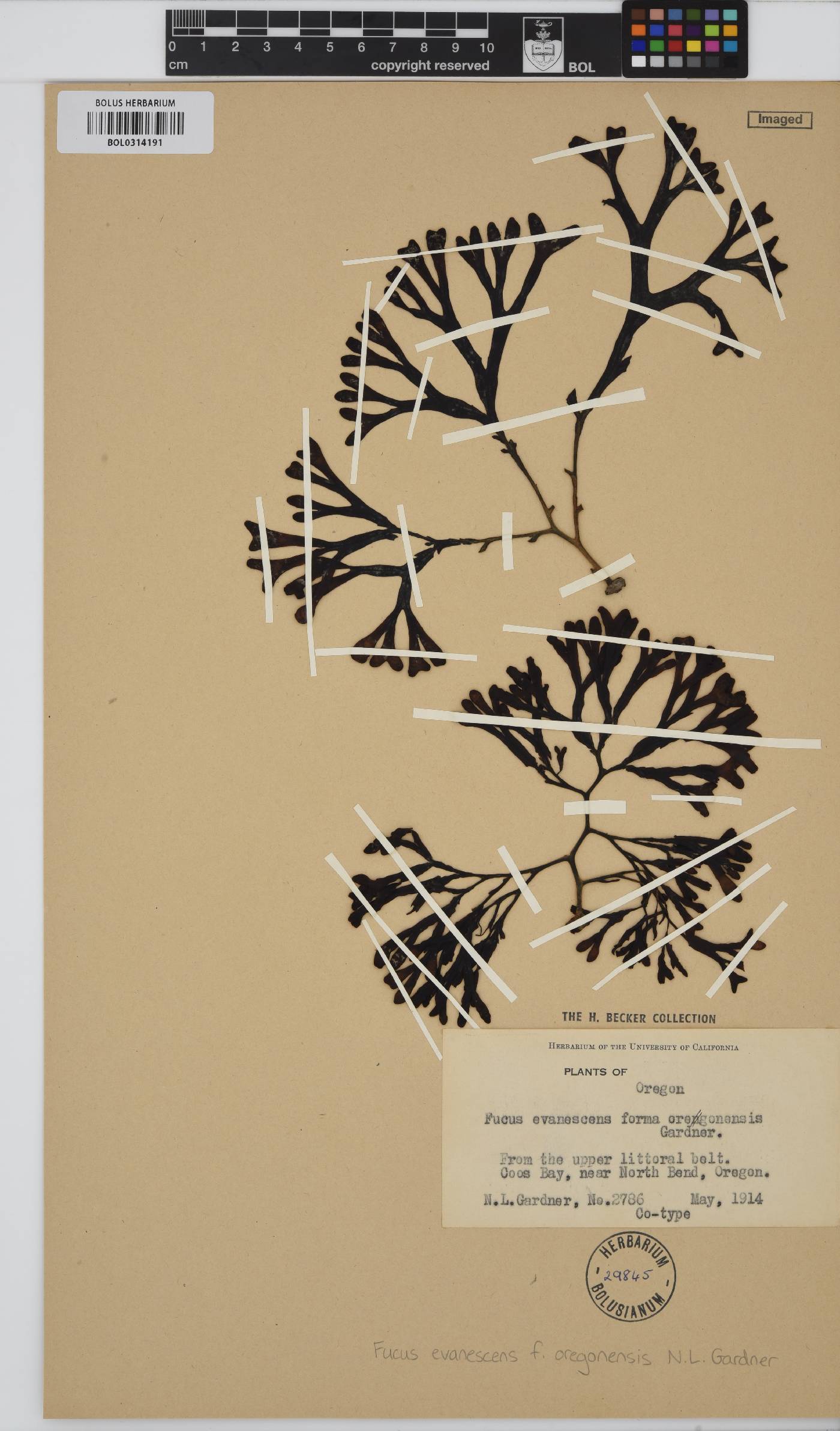 Fucus distichus subsp. evanescens image