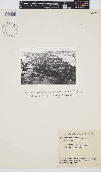 Laminaria pallida image