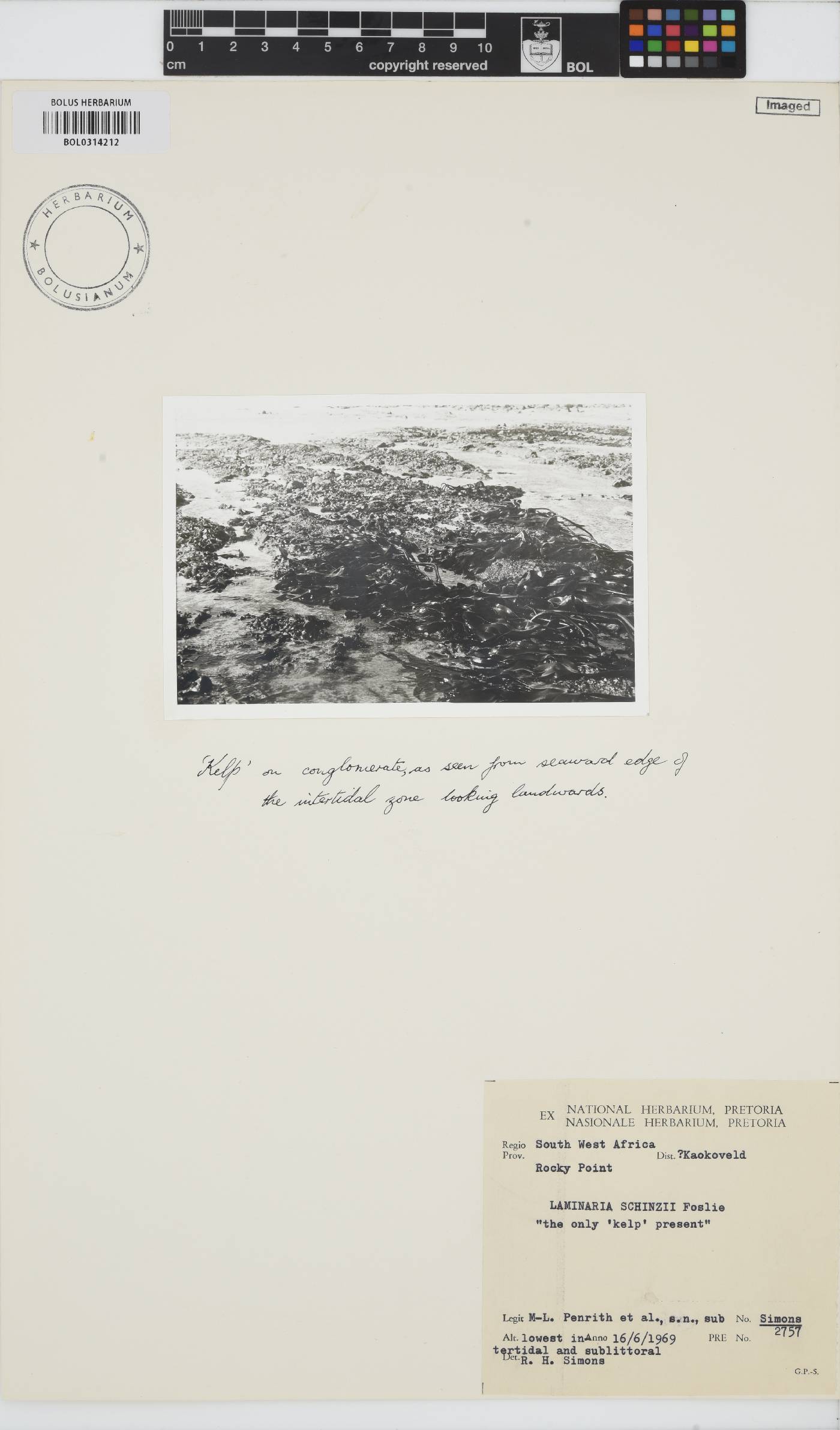 Laminaria pallida image