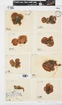 Leathesia marina image
