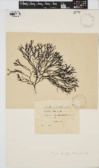 Image of Silvetia babingtonii