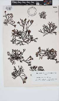 Pelvetia canaliculata image