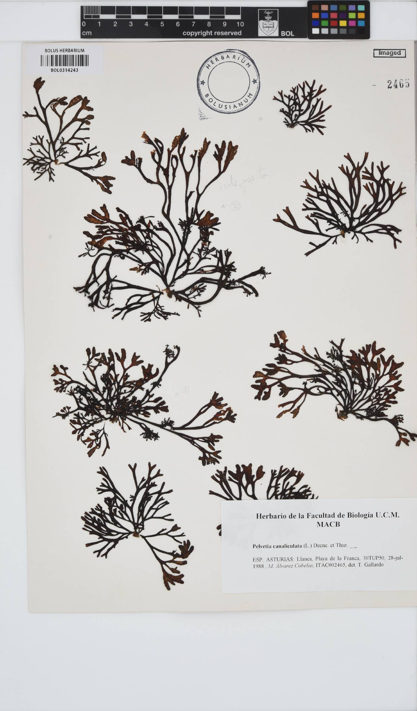 Pelvetia canaliculata image