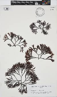 Pelvetia canaliculata image