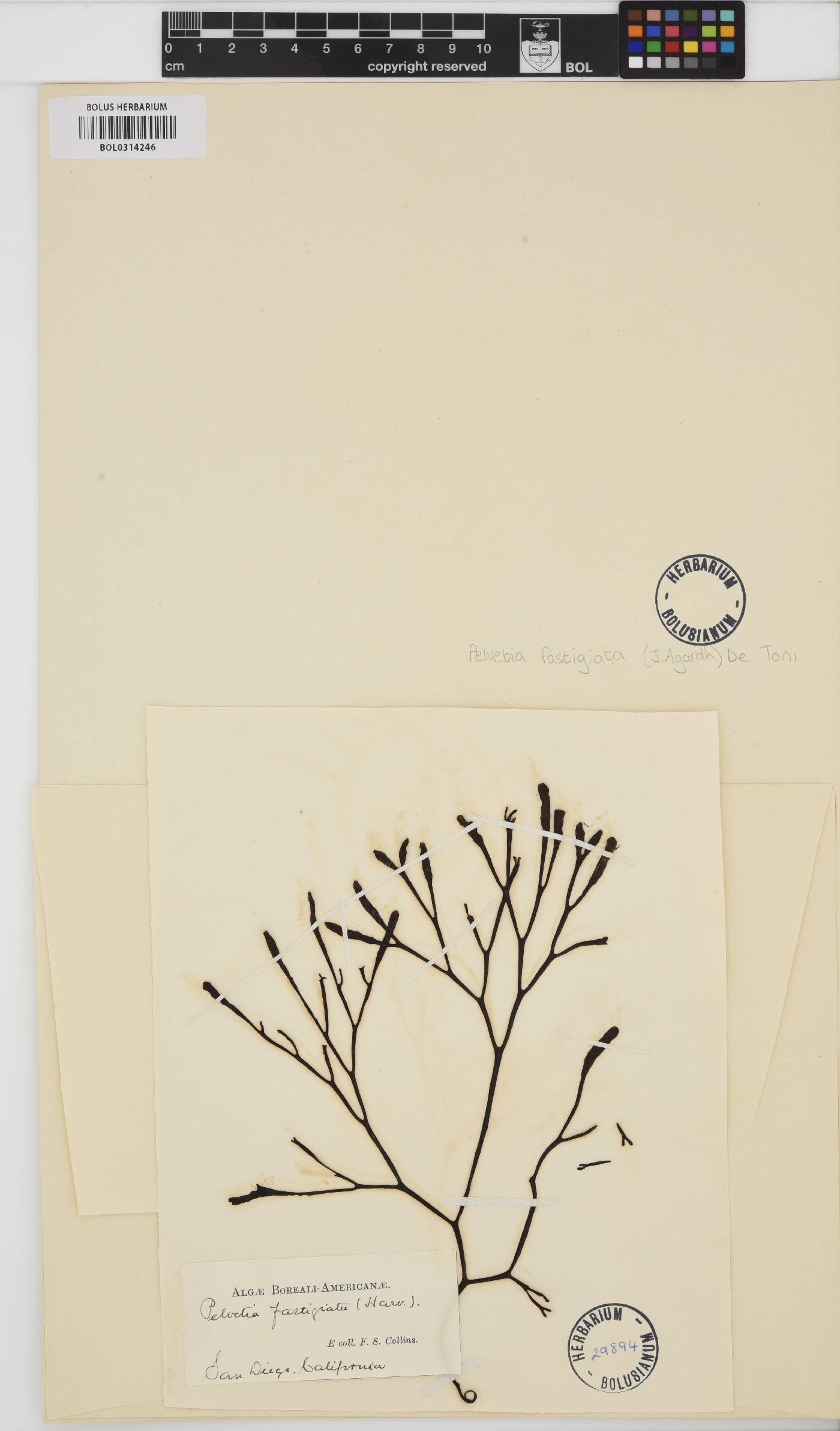 Silvetia compressa image