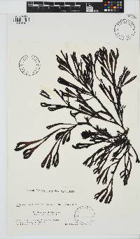 Silvetia babingtonii image