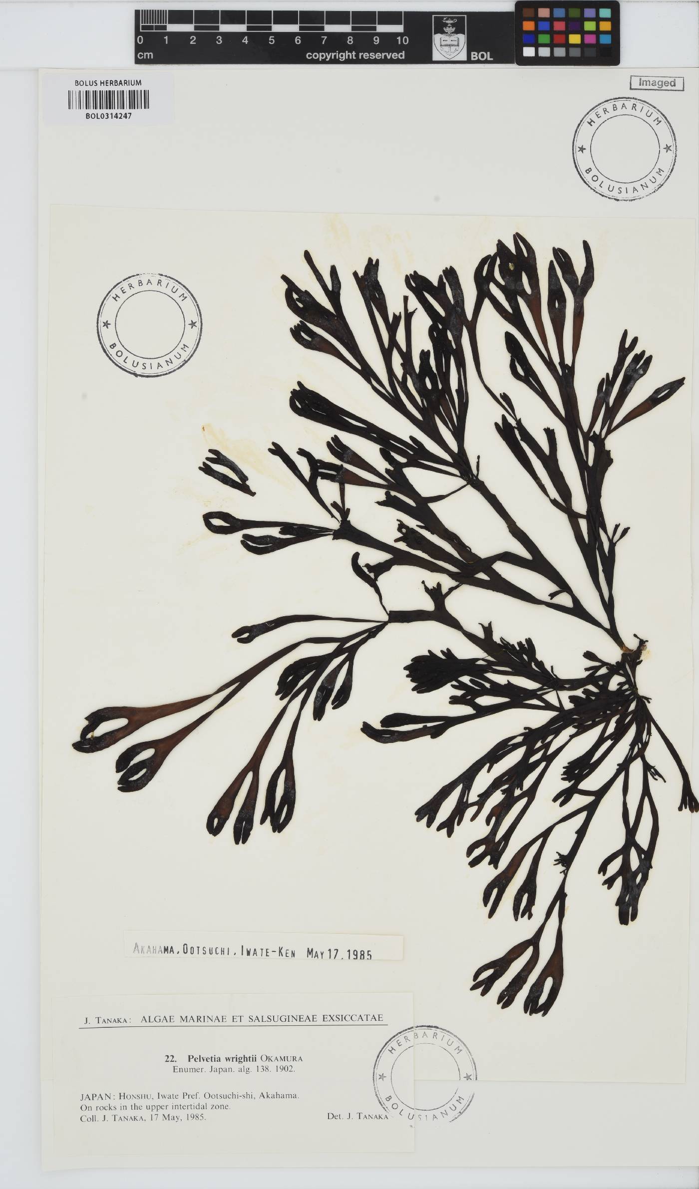 Silvetia babingtonii image