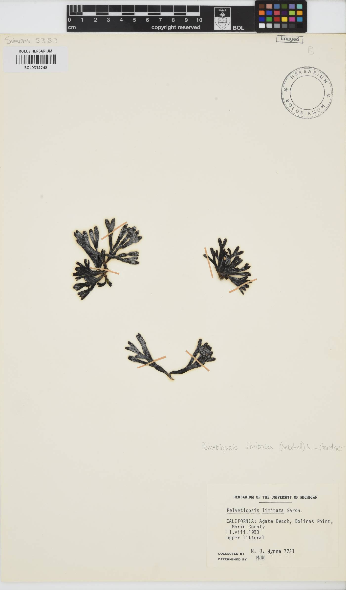 Pelvetiopsis limitata image