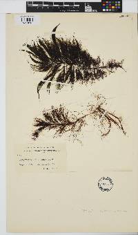 Image of Perithalia capillaris