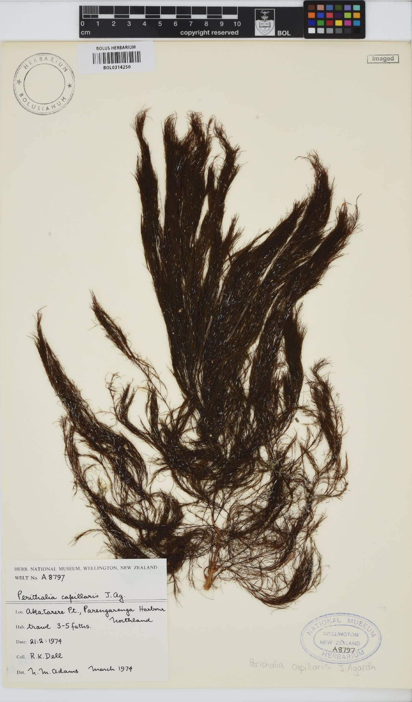 Perithalia capillaris image