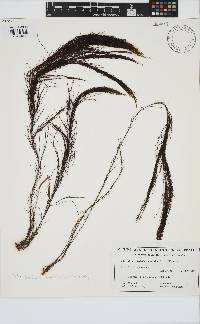 Perithalia caudata image