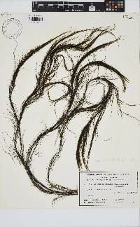 Perithalia caudata image