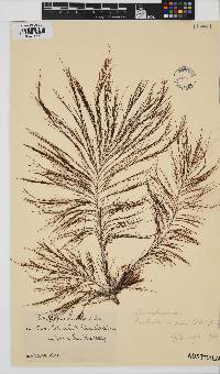 Perithalia caudata image