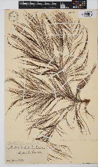 Perithalia caudata image