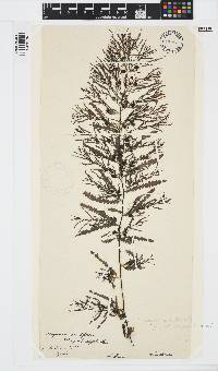 Sargassum serratifolium image